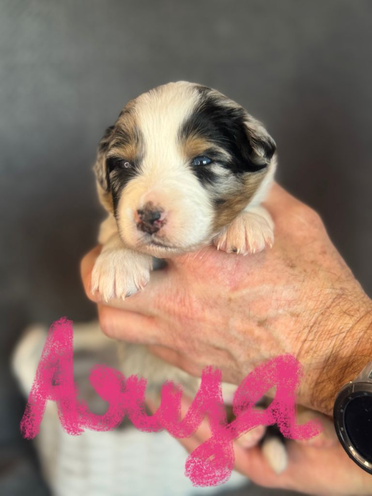 Tianomana La Douce - Chiot disponible  - Berger Australien