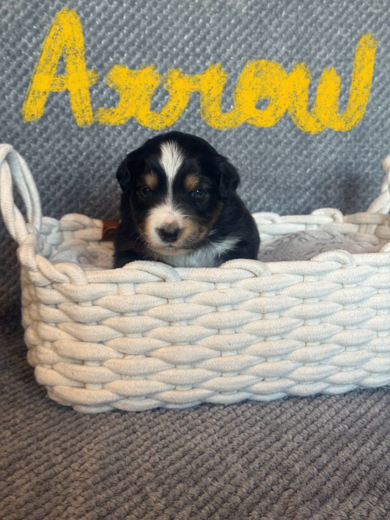 Tianomana La Douce - Chiot disponible  - Berger Australien