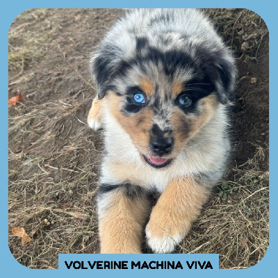 VOLVERINE MACHINA VIVA