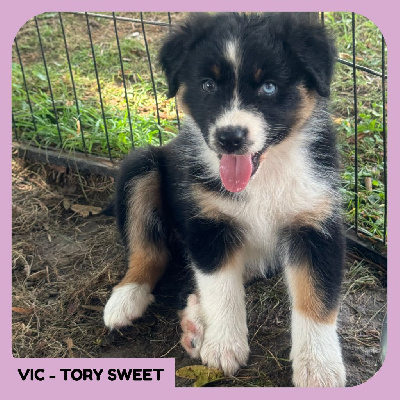 VIC - TORY SWEET