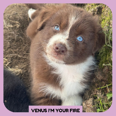 VENUS I'M YOUR FIRE