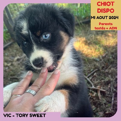 VIC - TORY SWEET