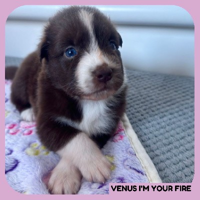 VENUS I'M YOUR FIRE