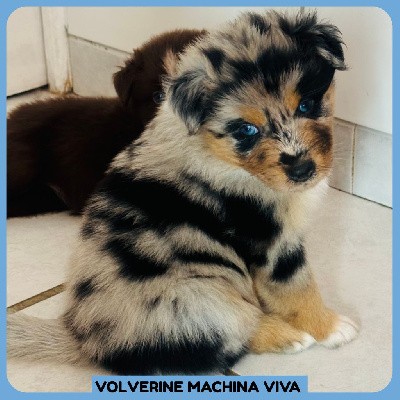 VOLVERINE MACHINA VIVA