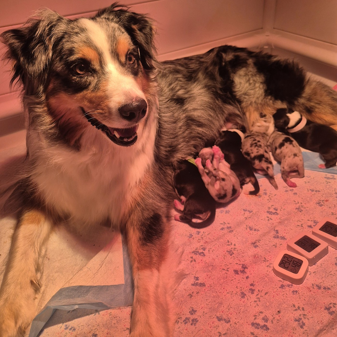 LES BEBES DE NAIKA SONT NES LE 14/03/26!!