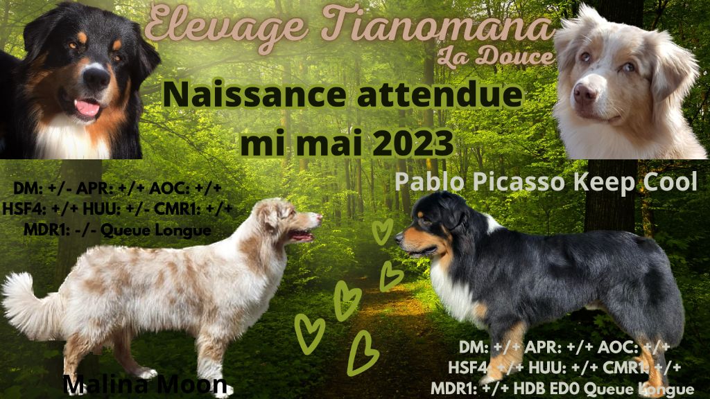 Tianomana La Douce - Prochaines naissances en mai 2023!