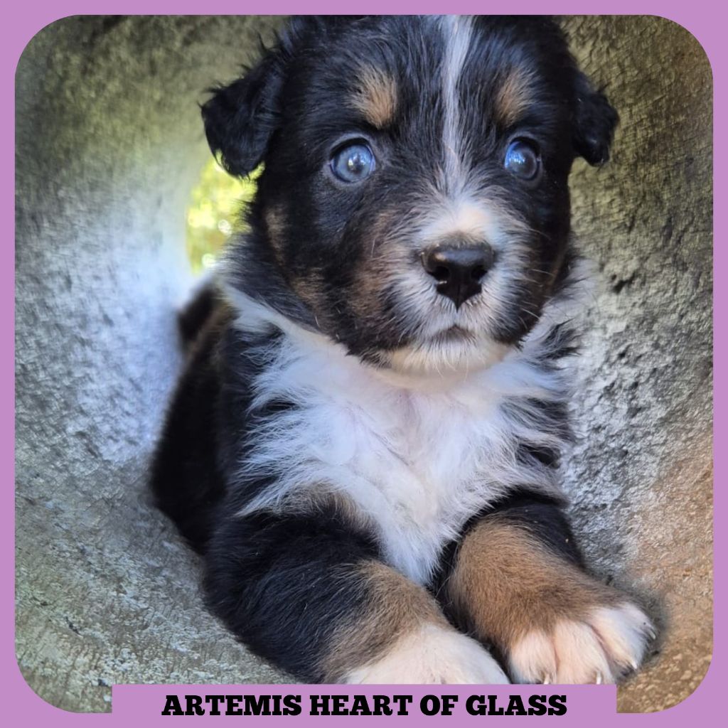 Tianomana La Douce - Chiots disponibles - Berger Australien
