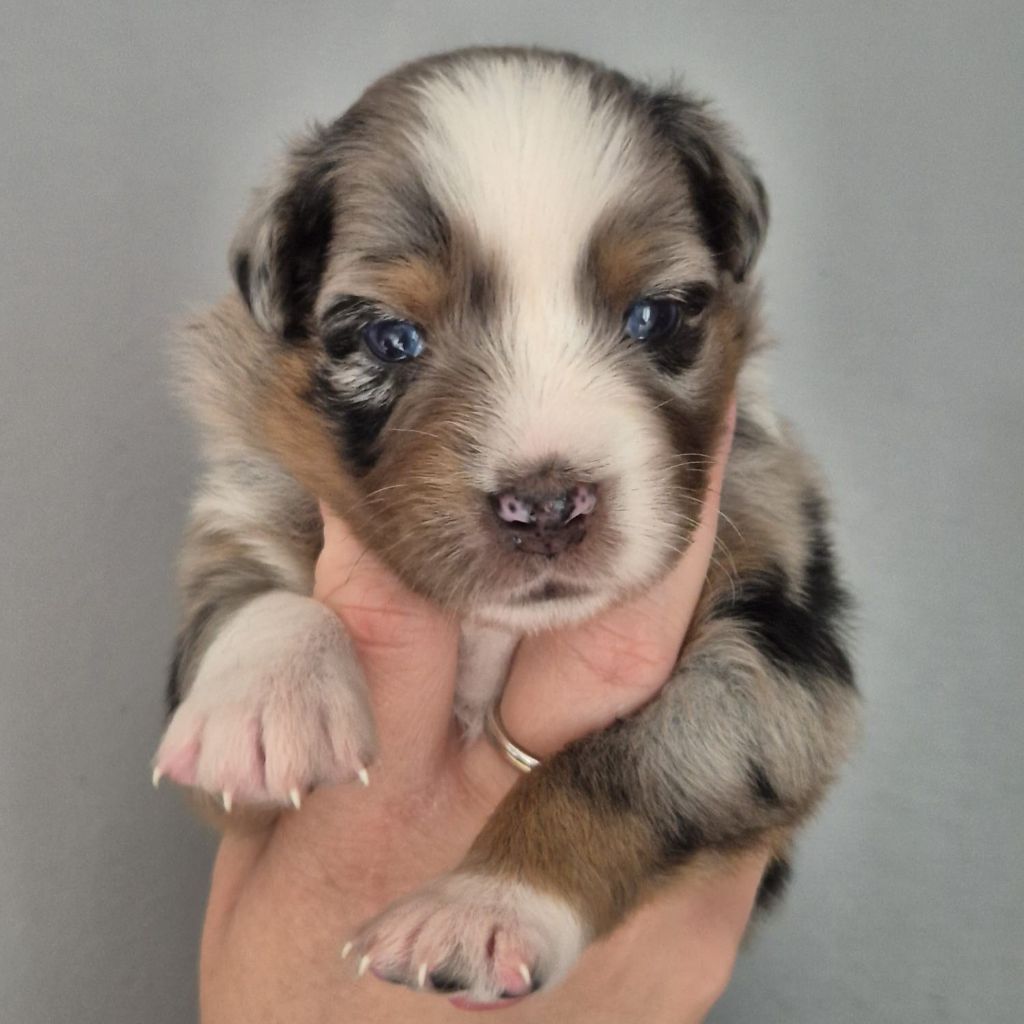 Tianomana La Douce - Chiots disponibles - Berger Australien