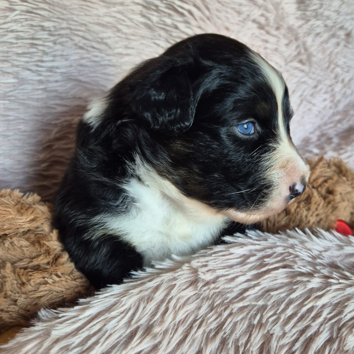 Tianomana La Douce - Chiots disponibles - Berger Australien