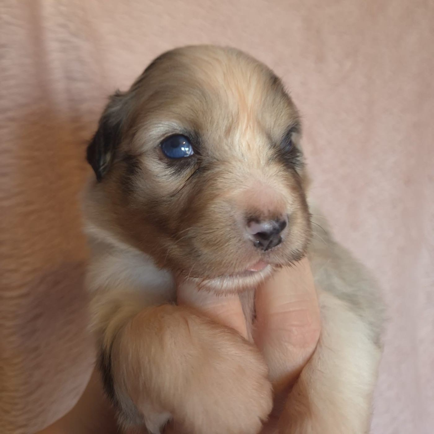 Tianomana La Douce - Chiots disponibles - Berger Australien