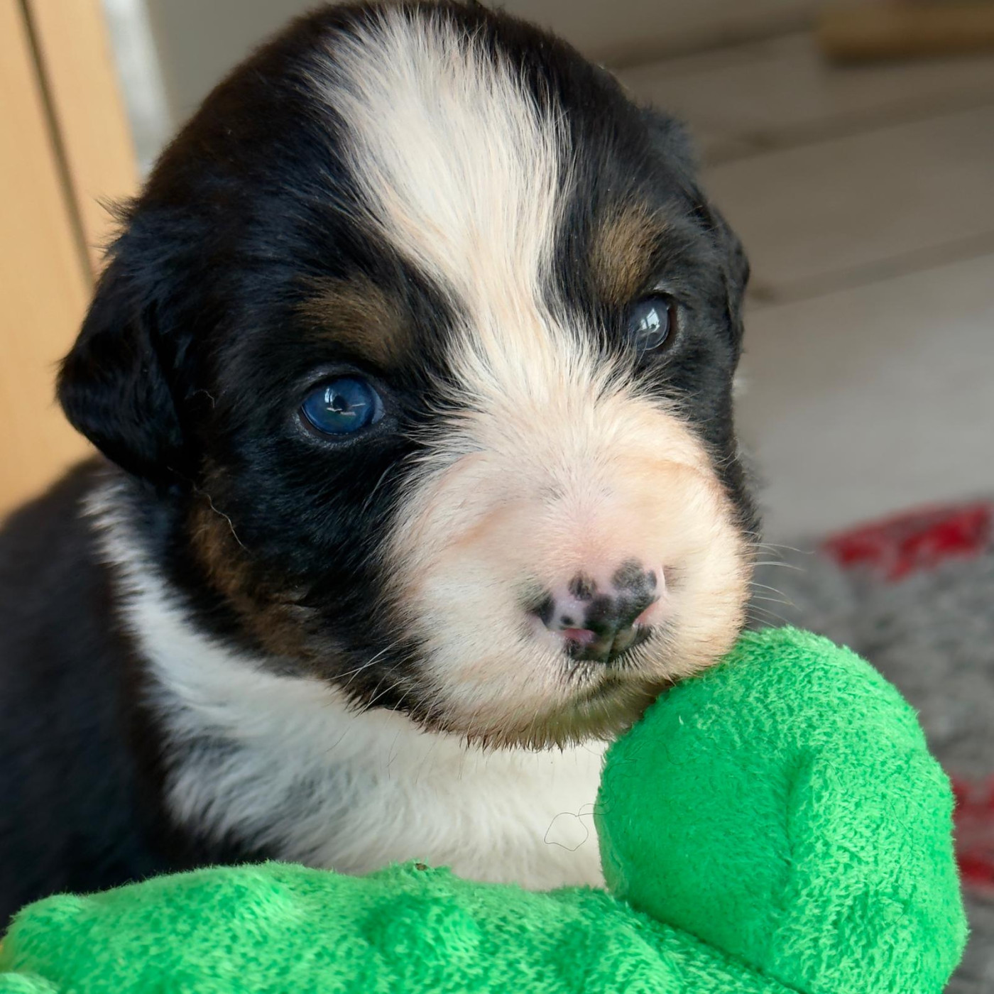 Tianomana La Douce - Chiots disponibles - Berger Australien