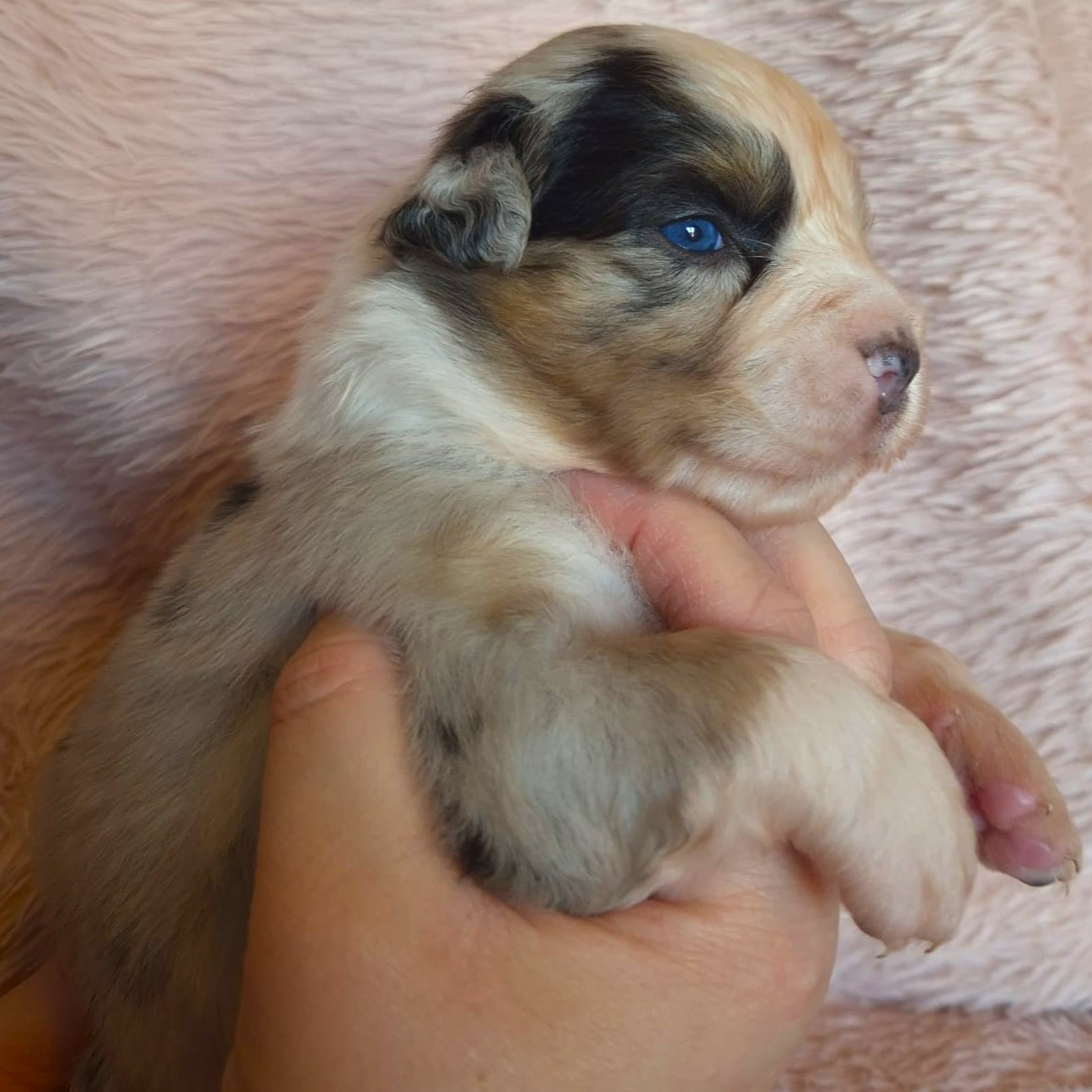 Tianomana La Douce - Chiots disponibles - Berger Australien