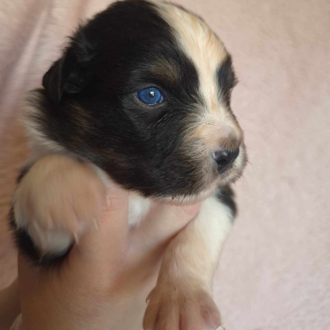 Tianomana La Douce - Chiots disponibles - Berger Australien