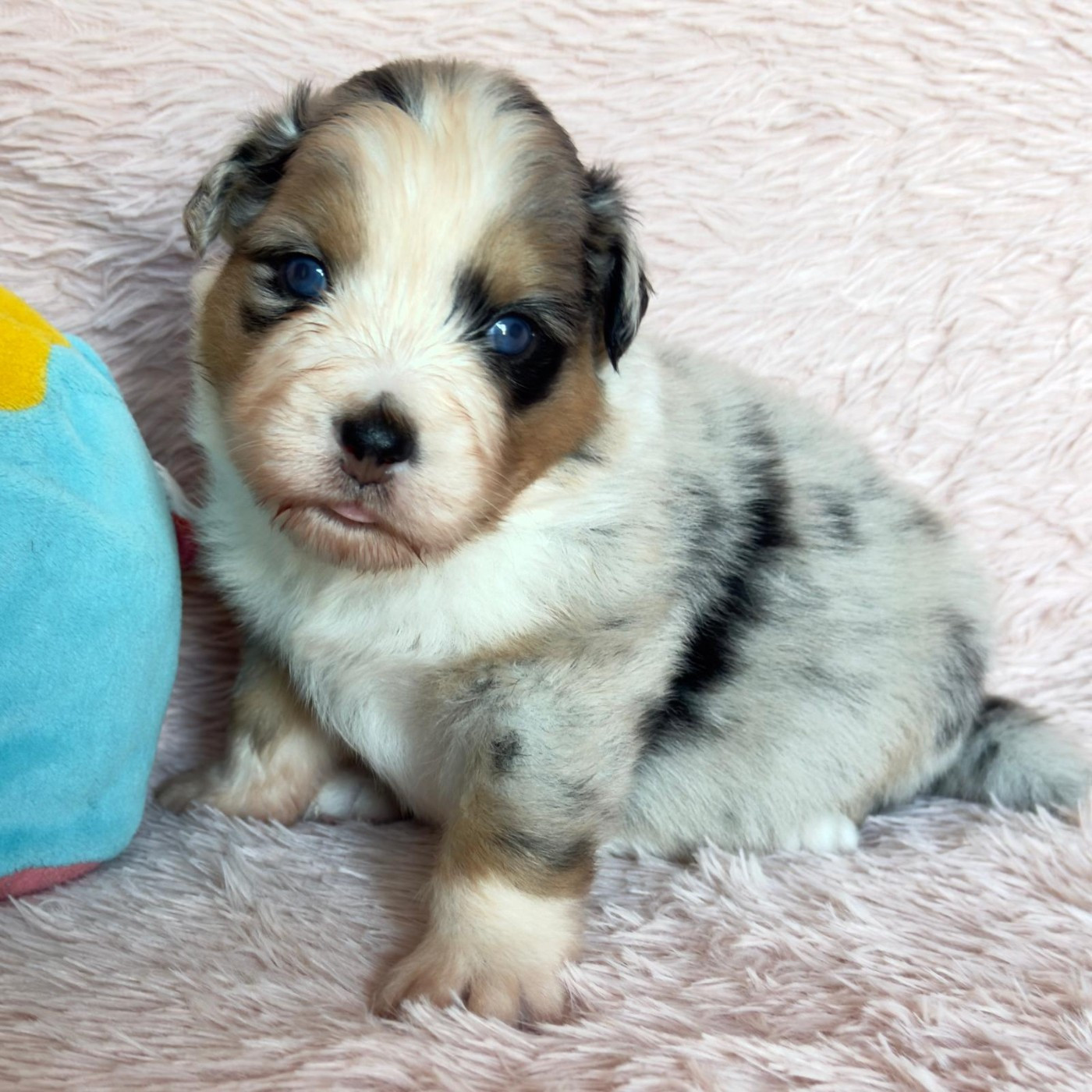 Tianomana La Douce - Chiots disponibles - Berger Australien