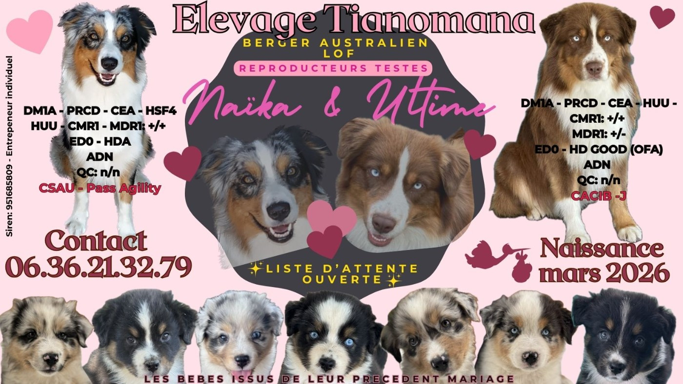 Chiot Berger Australien Tianomana La Douce