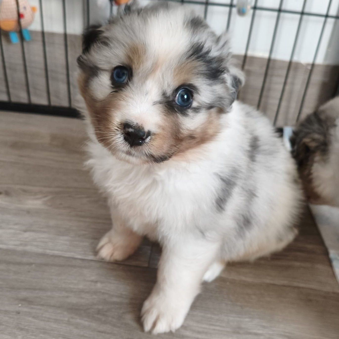 Tianomana La Douce - Chiots disponibles - Berger Australien