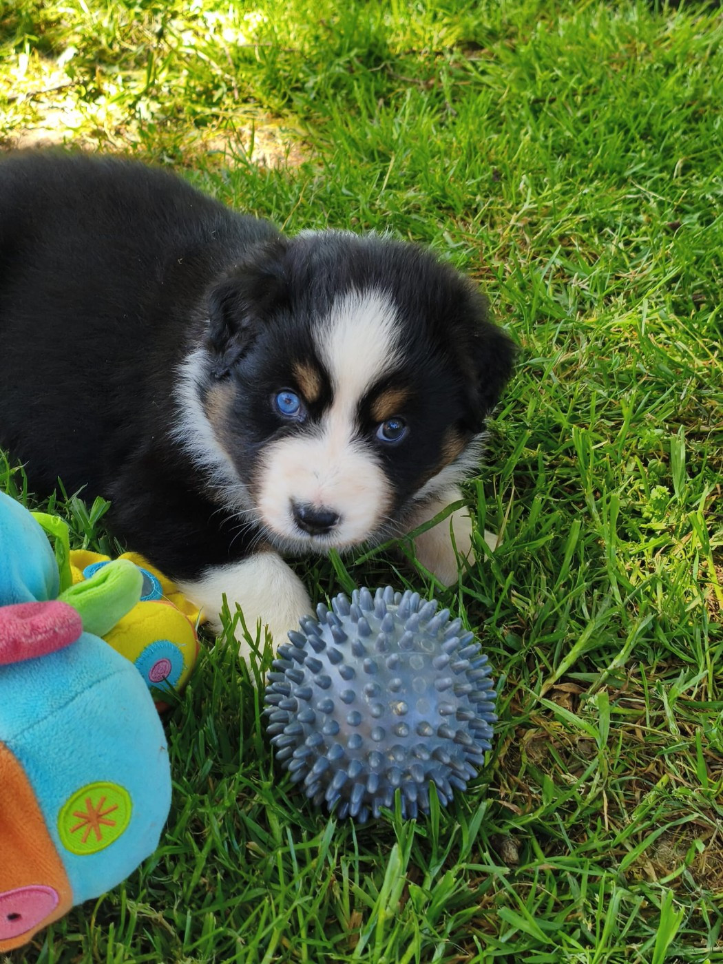 Tianomana La Douce - Chiots disponibles - Berger Australien