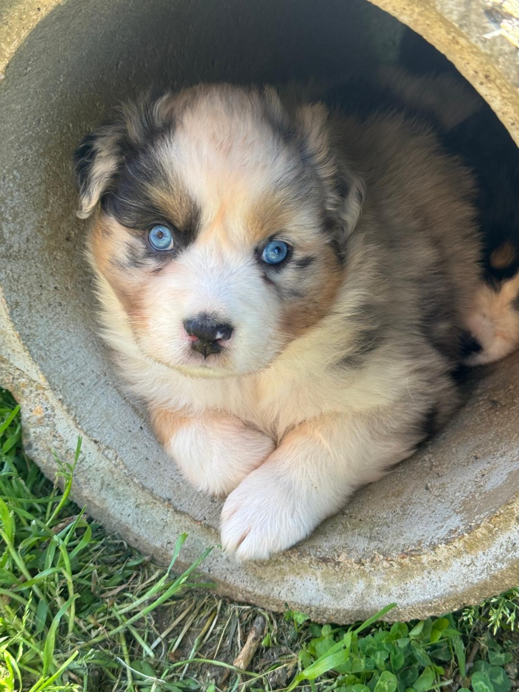 Tianomana La Douce - Chiots disponibles - Berger Australien