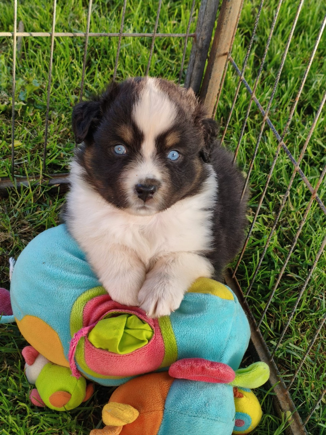 Tianomana La Douce - Chiots disponibles - Berger Australien