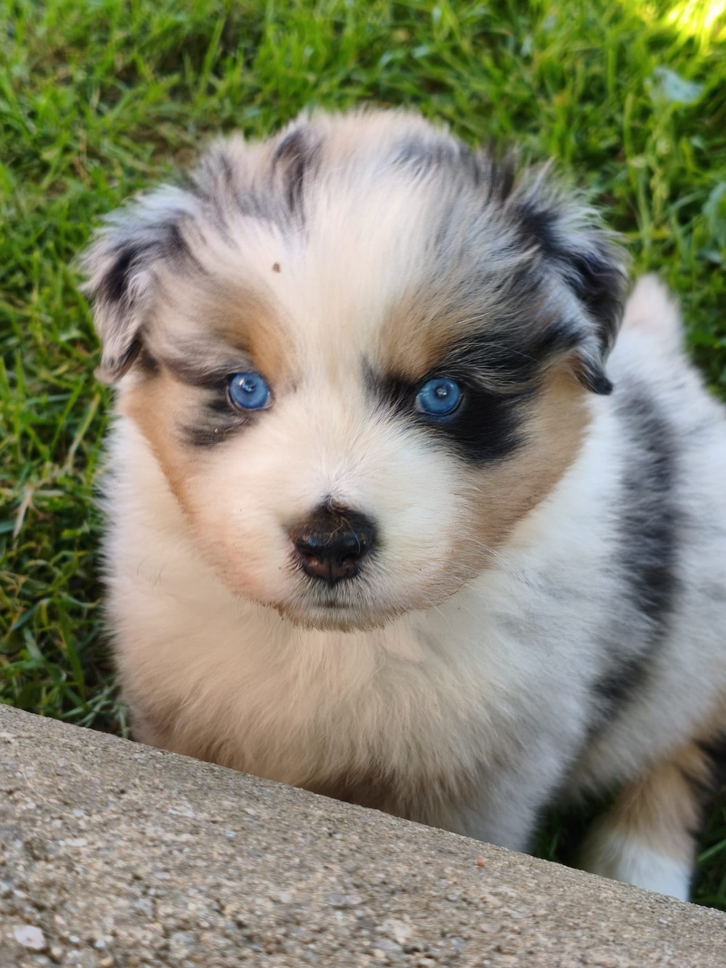 Tianomana La Douce - Chiots disponibles - Berger Australien