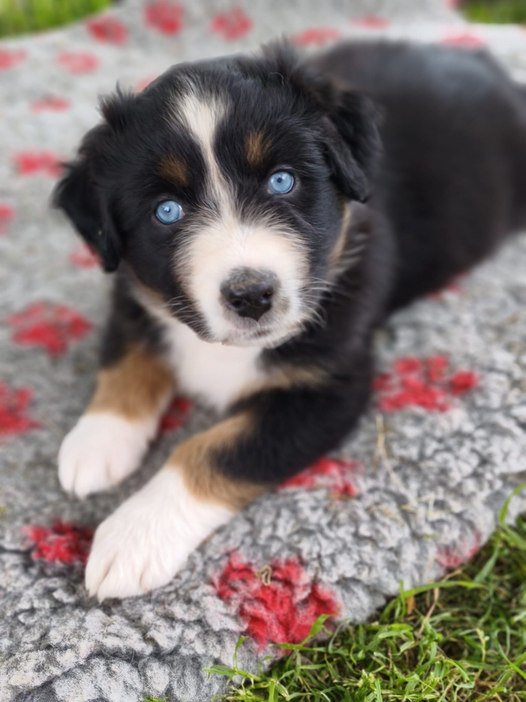 Tianomana La Douce - Chiots disponibles - Berger Australien