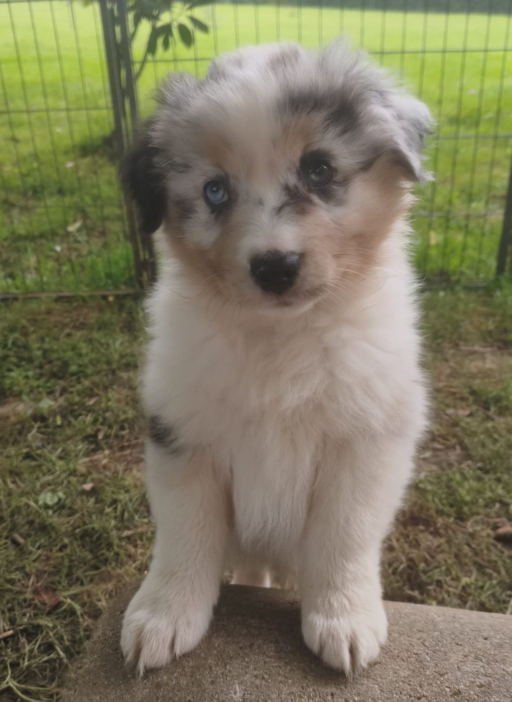 Tianomana La Douce - Chiots disponibles - Berger Australien