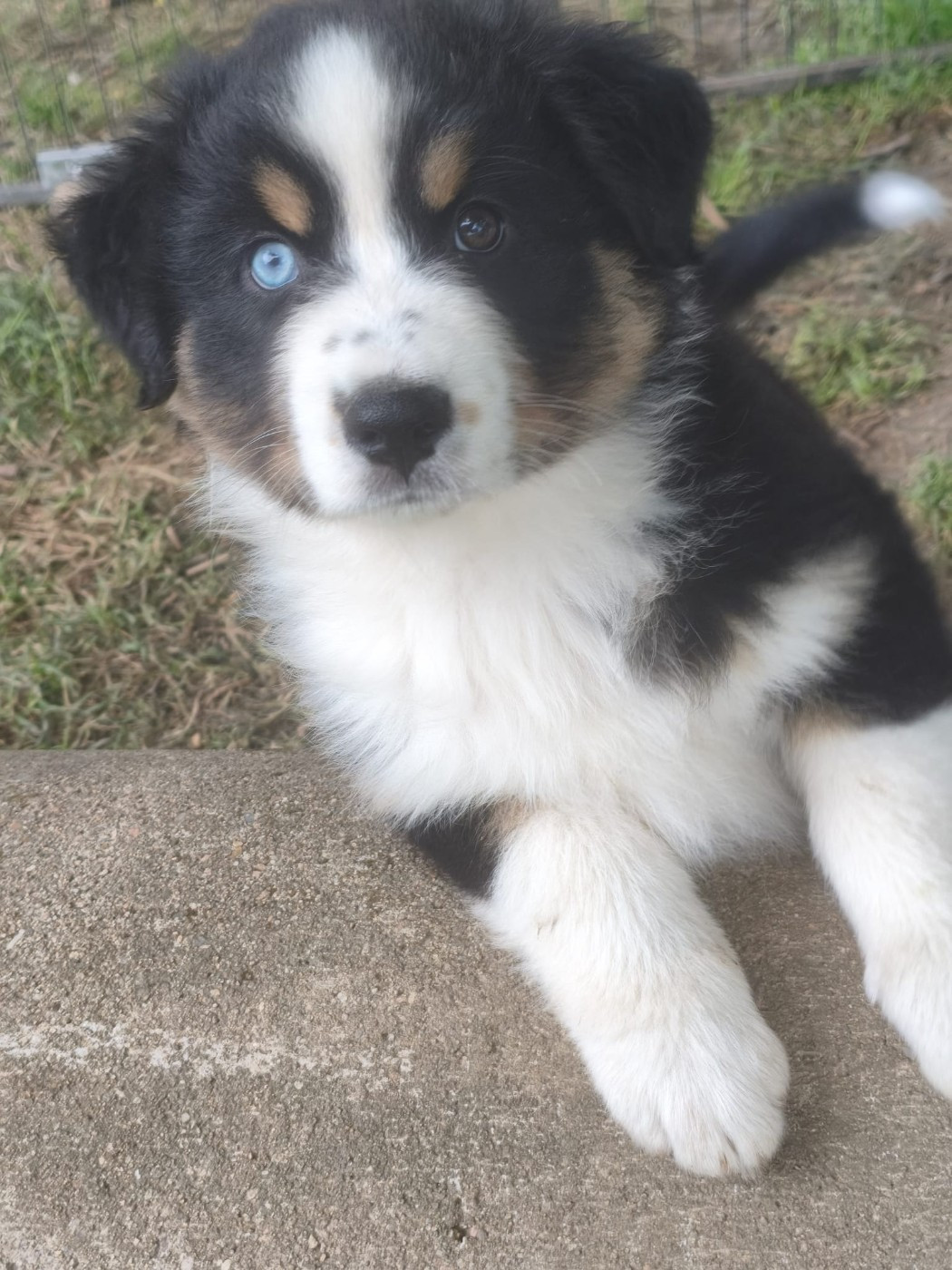 Tianomana La Douce - Chiots disponibles - Berger Australien