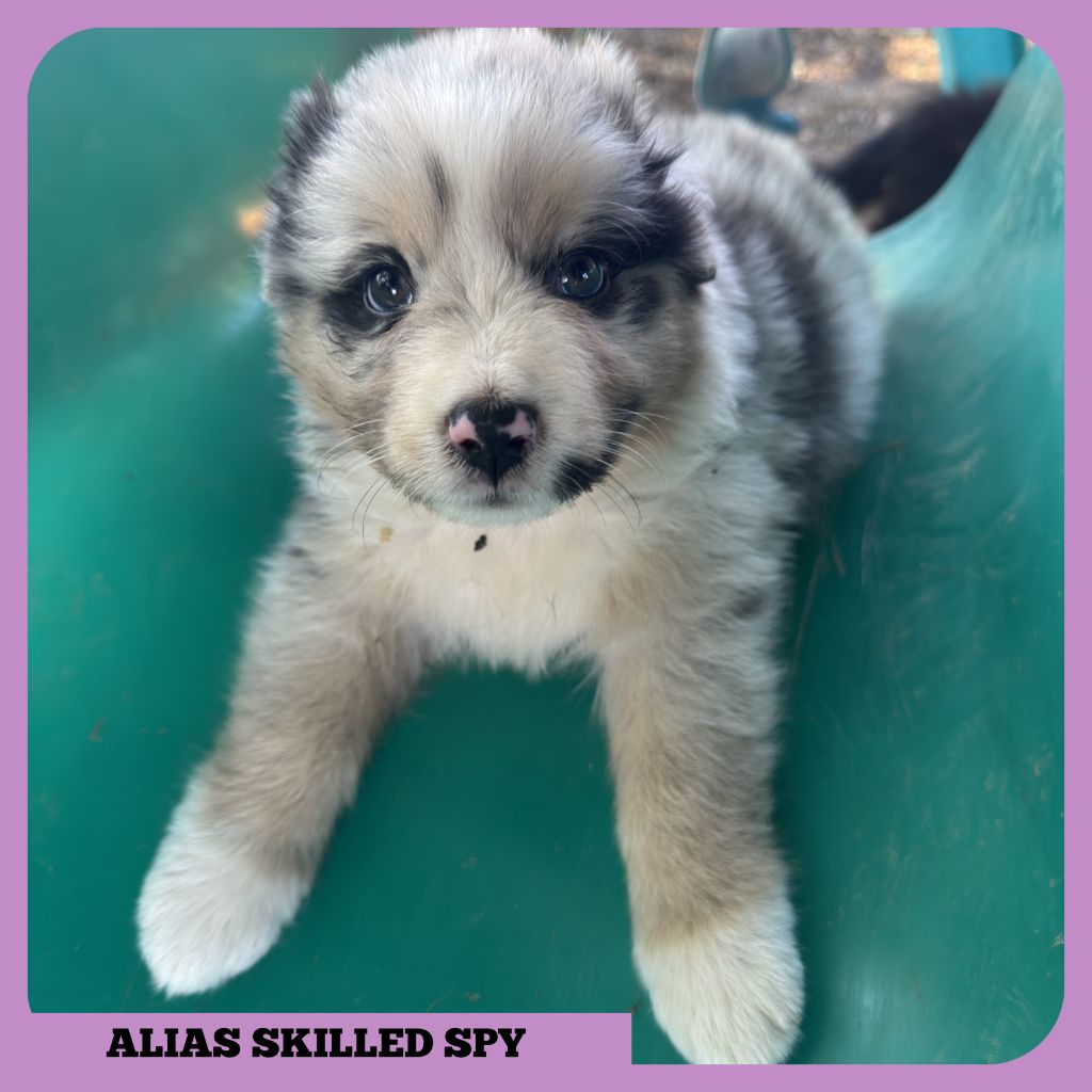 Tianomana La Douce - Chiots disponibles - Berger Australien