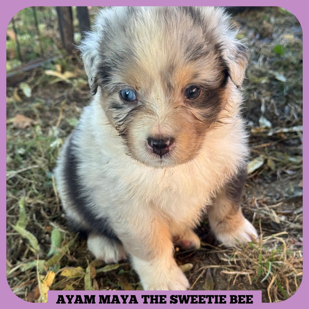 Tianomana La Douce - Chiots disponibles - Berger Australien