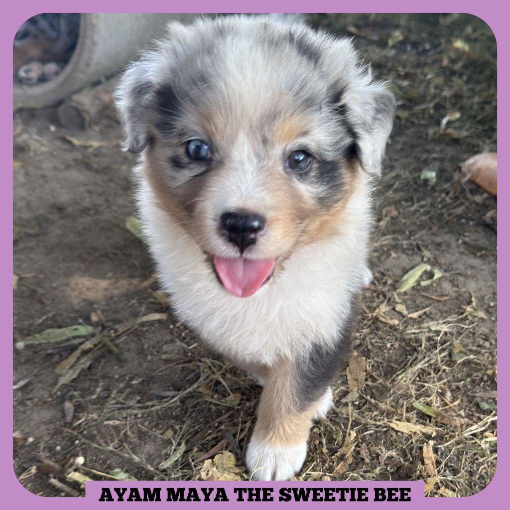 Tianomana La Douce - Chiots disponibles - Berger Australien