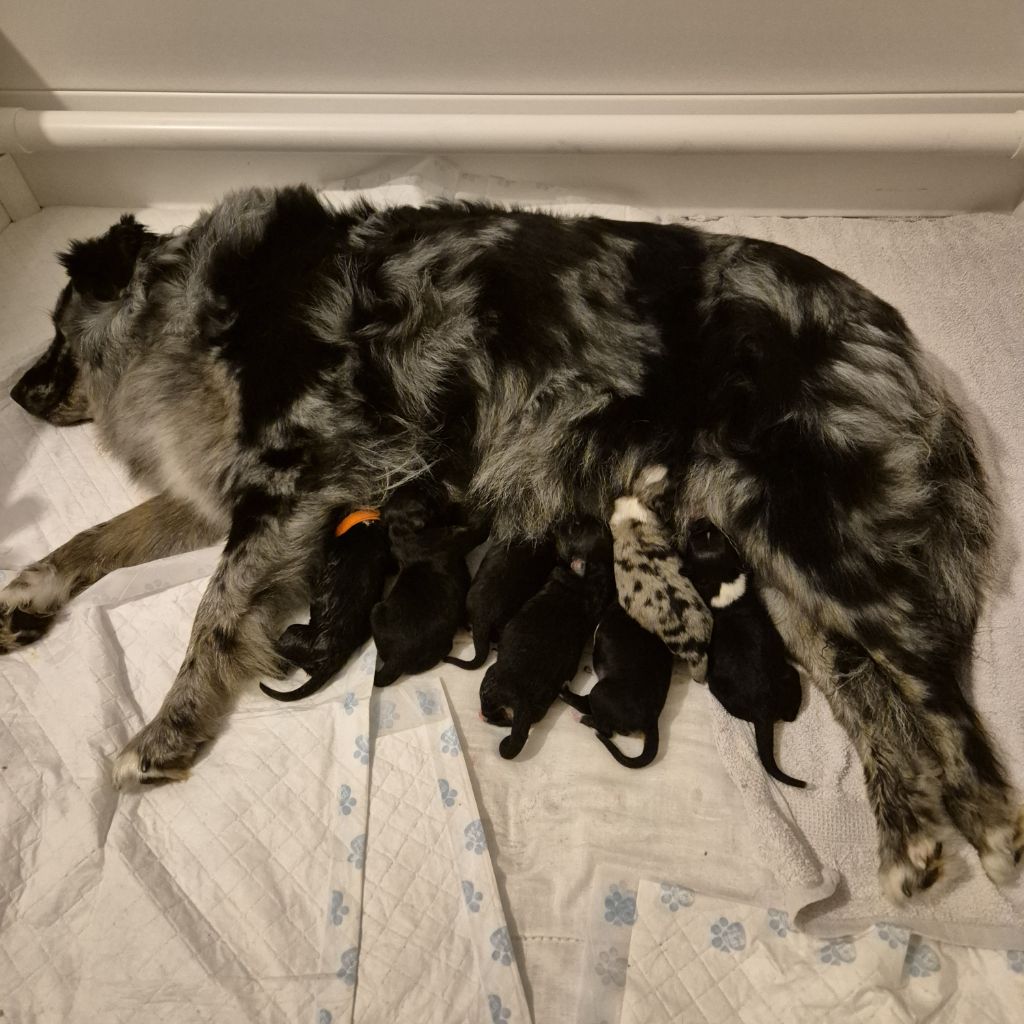 Tianomana La Douce - Chiots disponibles - Berger Australien