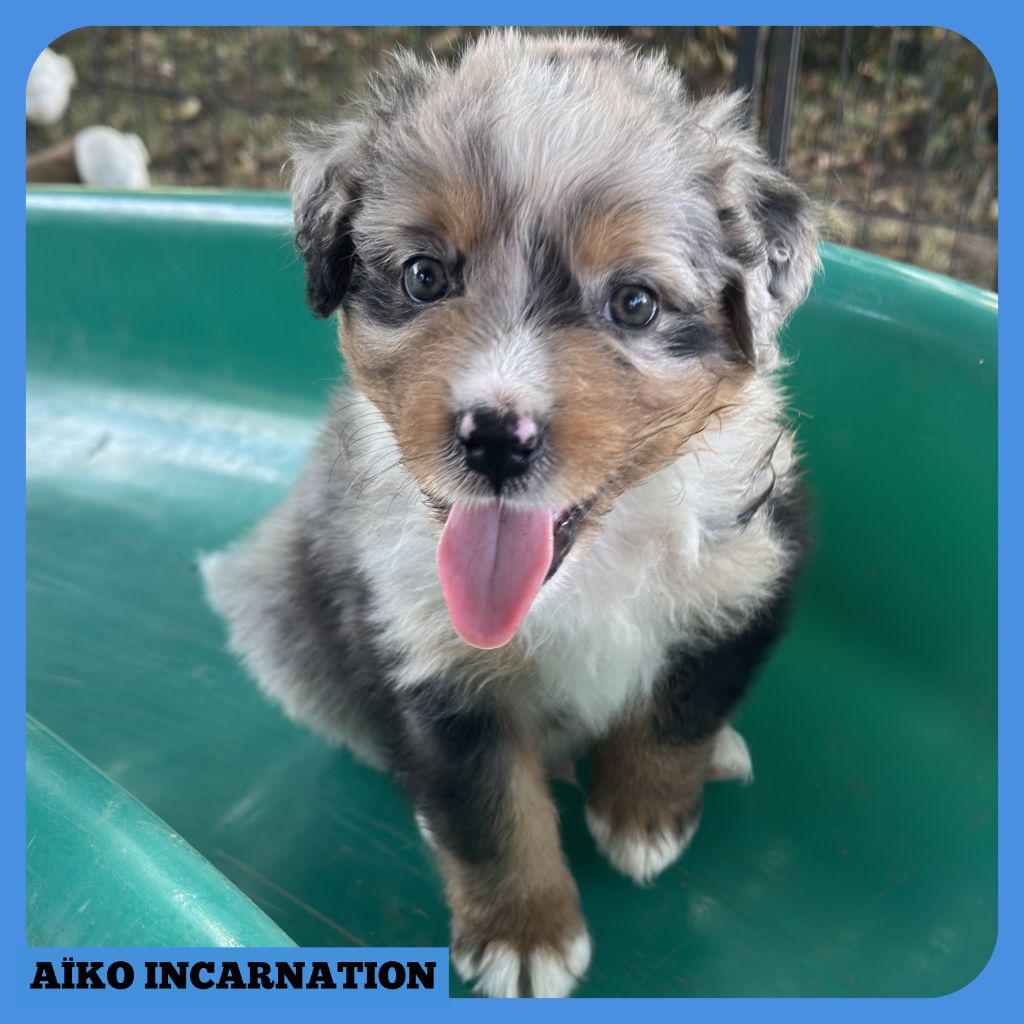 Tianomana La Douce - Chiots disponibles - Berger Australien