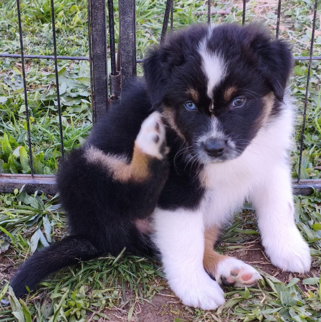 Tianomana La Douce - Chiots disponibles - Berger Australien