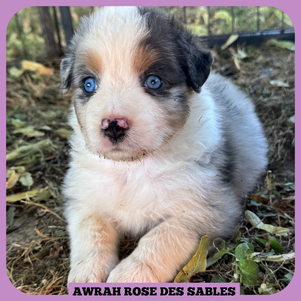 Tianomana La Douce - Chiots disponibles - Berger Australien