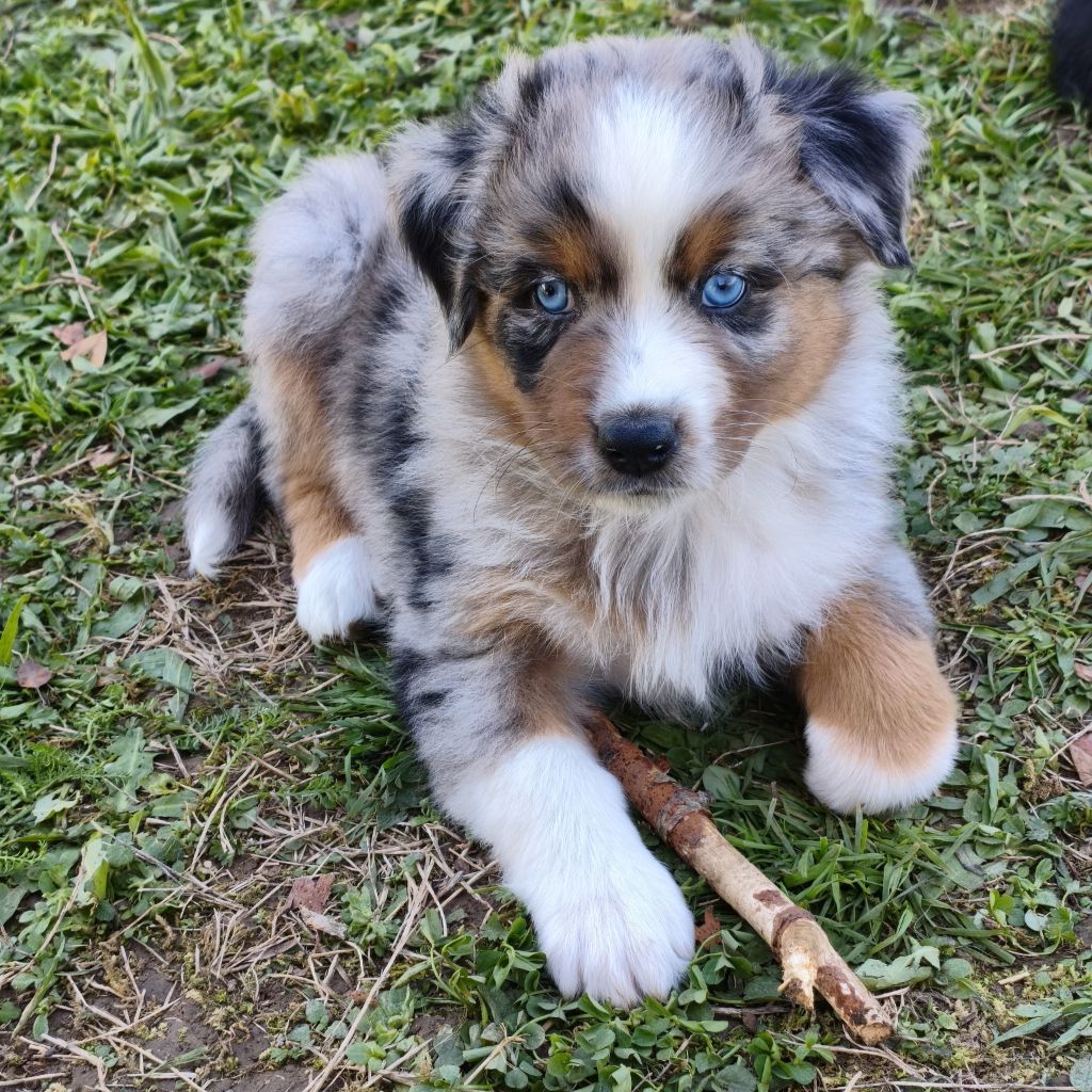 Tianomana La Douce - Chiots disponibles - Berger Australien