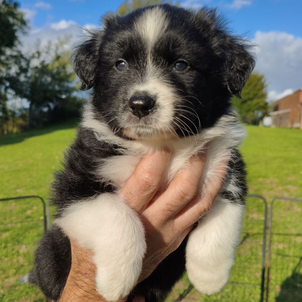 Tianomana La Douce - Chiots disponibles - Berger Australien