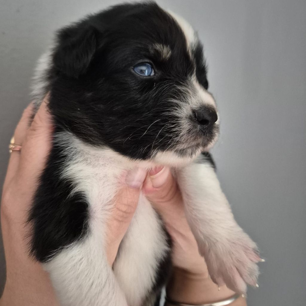 Tianomana La Douce - Chiots disponibles - Berger Australien