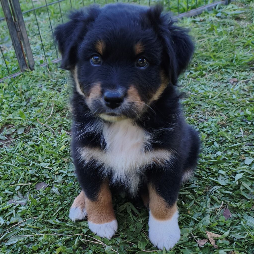 Tianomana La Douce - Chiots disponibles - Berger Australien