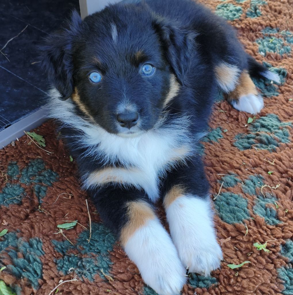 Tianomana La Douce - Chiots disponibles - Berger Australien