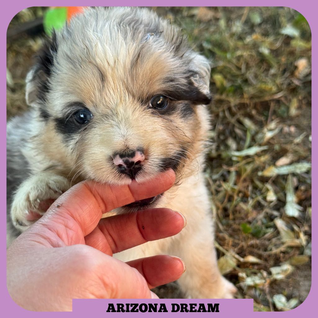 Tianomana La Douce - Chiots disponibles - Berger Australien