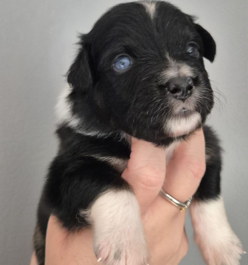 Tianomana La Douce - Chiots disponibles - Berger Australien