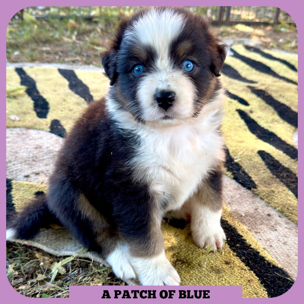 Tianomana La Douce - Chiots disponibles - Berger Australien