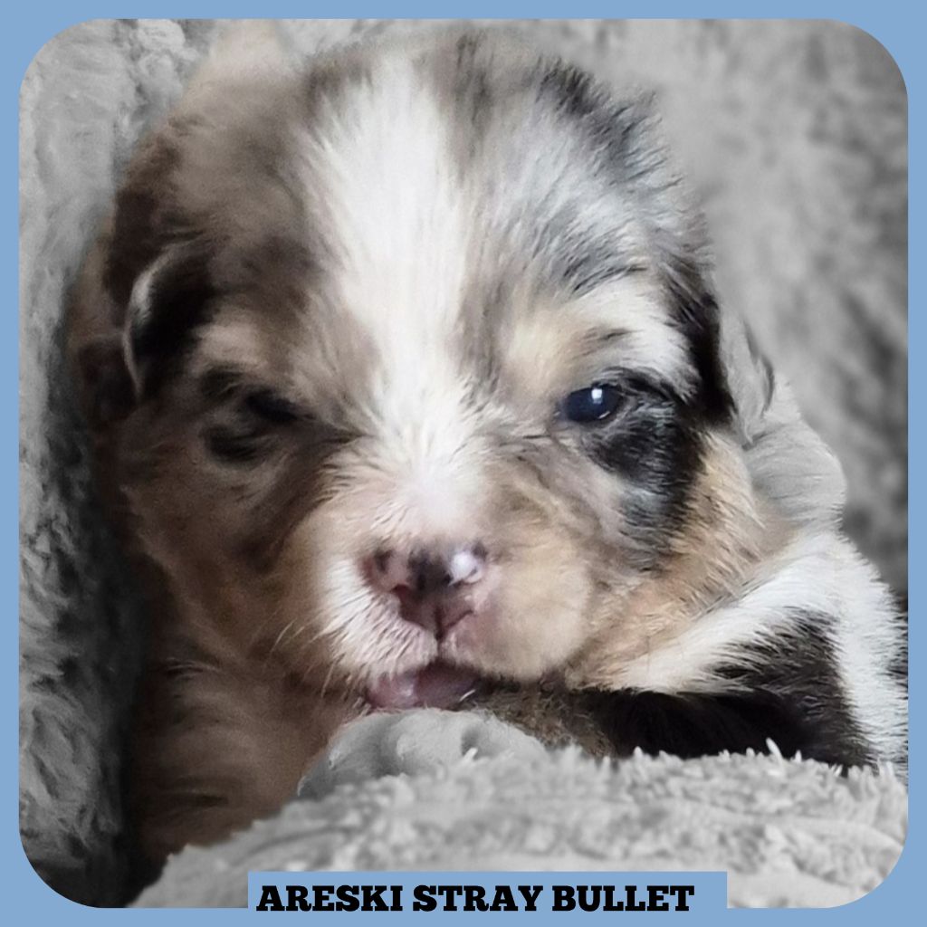 Tianomana La Douce - Chiots disponibles - Berger Australien
