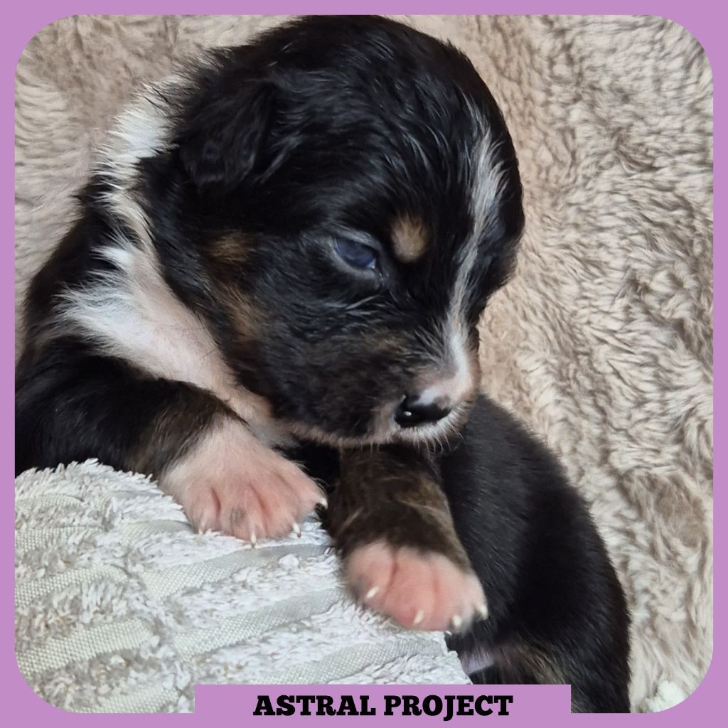 Tianomana La Douce - Chiots disponibles - Berger Australien