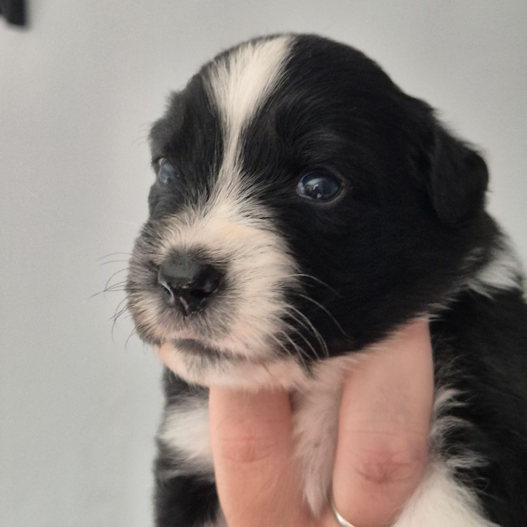 Tianomana La Douce - Chiots disponibles - Berger Australien