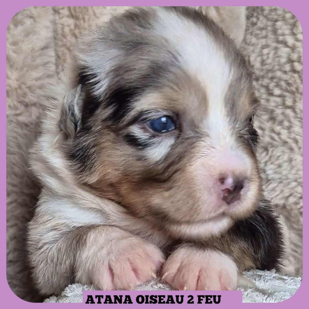 Tianomana La Douce - Chiots disponibles - Berger Australien