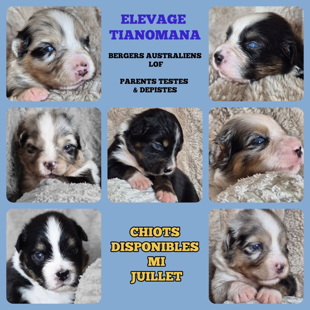 Chiot Berger Australien Tianomana La Douce