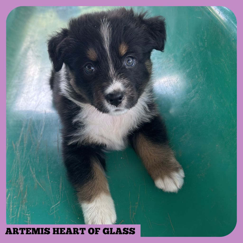 Tianomana La Douce - Chiots disponibles - Berger Australien