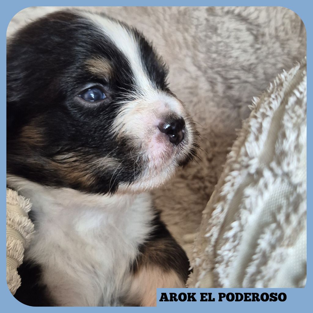 Tianomana La Douce - Chiots disponibles - Berger Australien