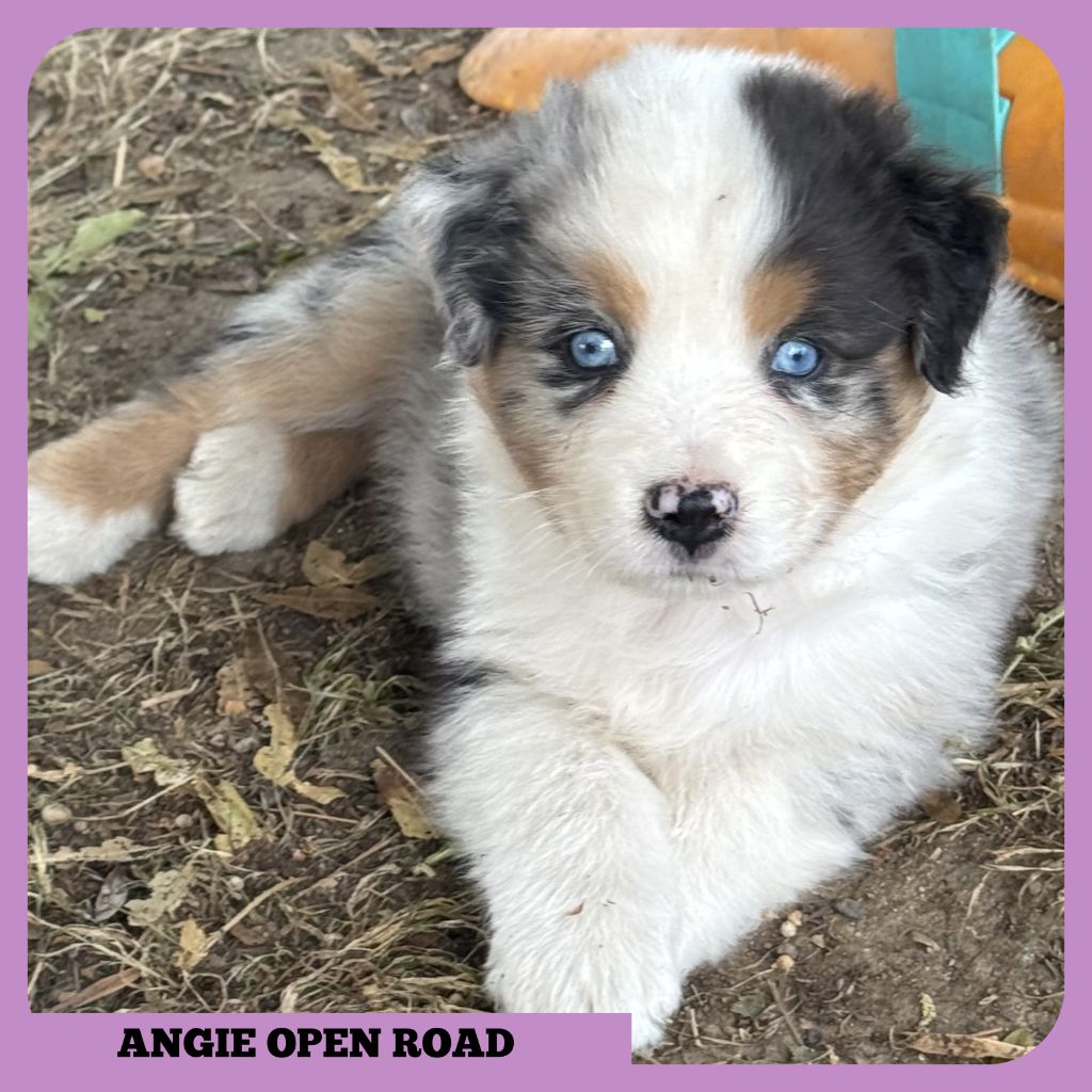 Tianomana La Douce - Chiots disponibles - Berger Australien